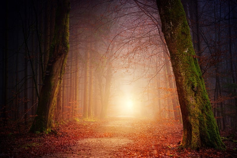 Enchanted Forest Path